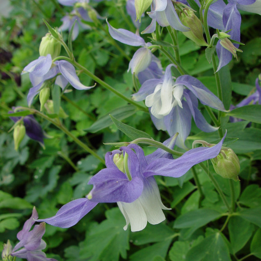 Aquilegia flabellata 'Spring Magic Mix'